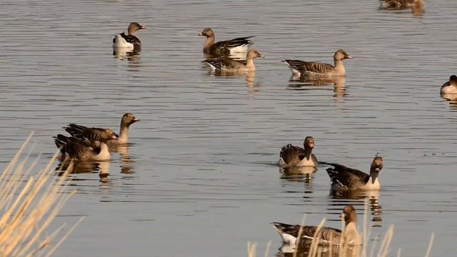 Гуси летят на днёвку / дикие гуси