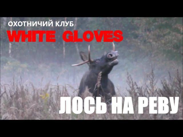 ЛОСЬ НА РЕВУ и НОВЫЙ ОХОТНИЧИЙ КЛУБ. смотреть онлайн