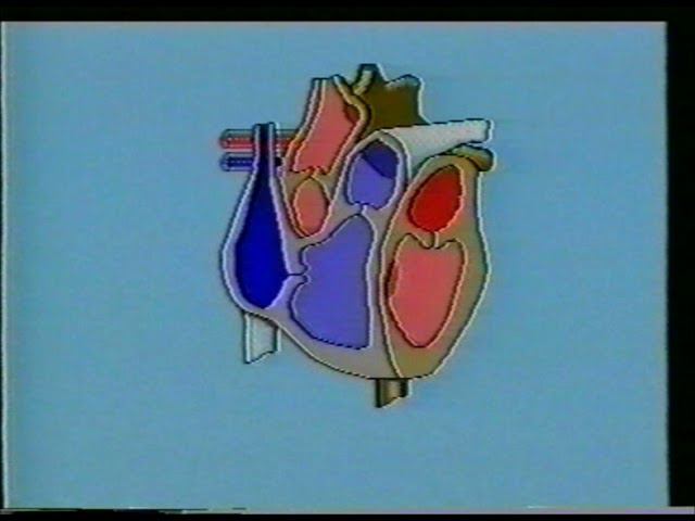 Кровообращение. Система кровообращения