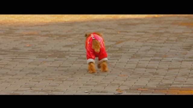 Canon 550D(T2i)+canon 70-200 2.8 смотреть онлайн