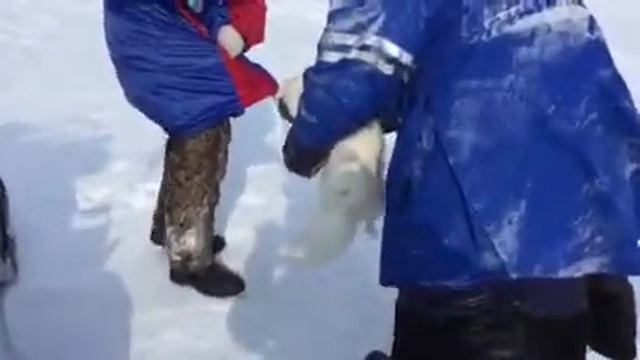 Таймырский писец смотреть онлайн