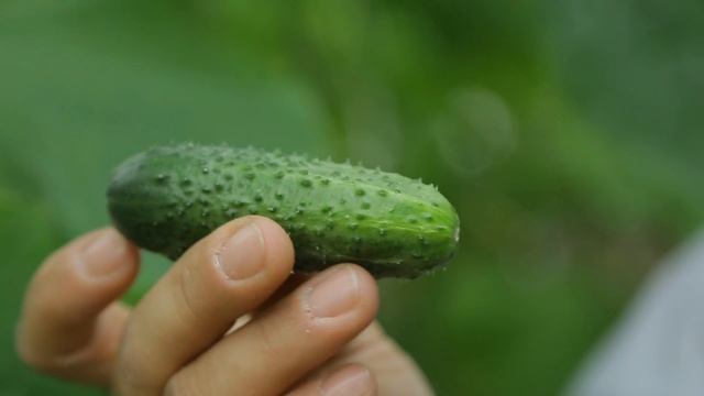 Новинки Агрофирмы ПОИСК! Огурец "РЕВАНШ" и "ЭКСПРЕСС". смотреть онлайн