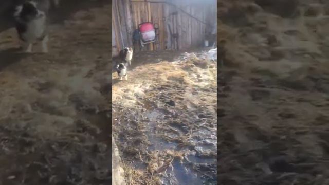 щенки аусси 2
