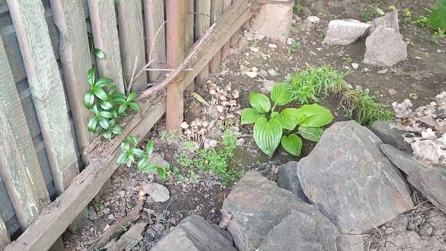 Сажаем помидоры . Косим траву . Порядки в огороде . смотреть онлайн