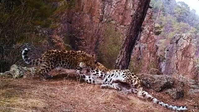 Самые милые объятия редчайших леопардов попали на видео смотреть онлайн