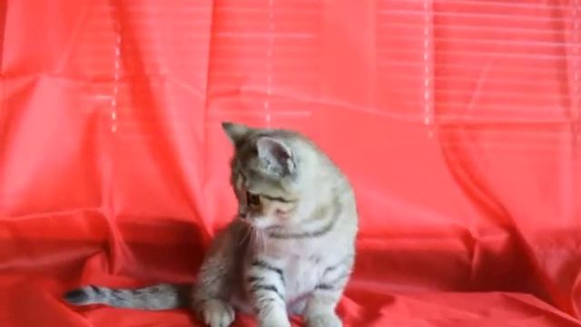 Венидиум смотреть онлайн