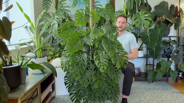 How I grew a large Monstera adansonii from a small cutting - Plant Spotlight смотреть онлайн