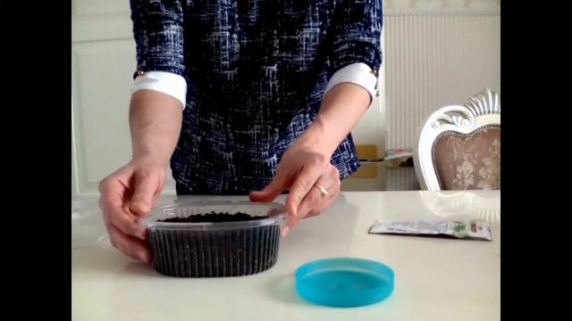 #изсемян ГЛОКСИНИЯ ИЗ СЕМЯН #посадка #цветыизсемян #комнатные #комнатные_цветы #комнатныерастения смотреть онлайн