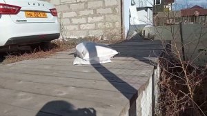 ДОМИНАНТЫ СНЕСЛИ ПЕРВОЕ ЯЙЦО В 3 МЕСЯЦА.