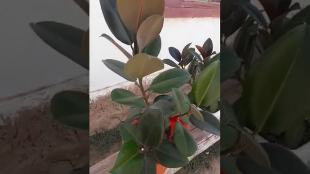 Фикус2 Комнатный цветок.Прищипка фикуса. смотреть онлайн