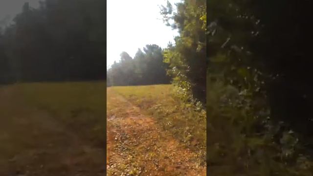 Deer Field Trial. Java,Va смотреть онлайн