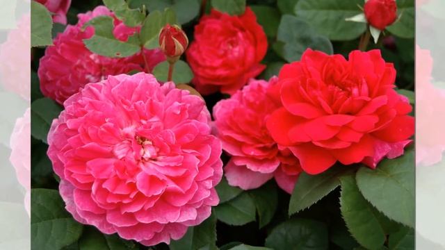 Sophy’s Rose David Austin English Rose смотреть онлайн