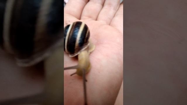 Как сделать так чтобы улитка вылезла смотреть онлайн