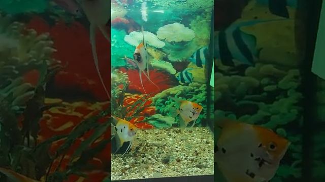 МОИ КОИ.mp4 смотреть онлайн