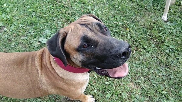 Собаки часть 2