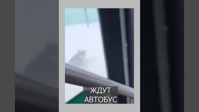 Пара открыла бизнес по выгуливанию собак смотреть онлайн