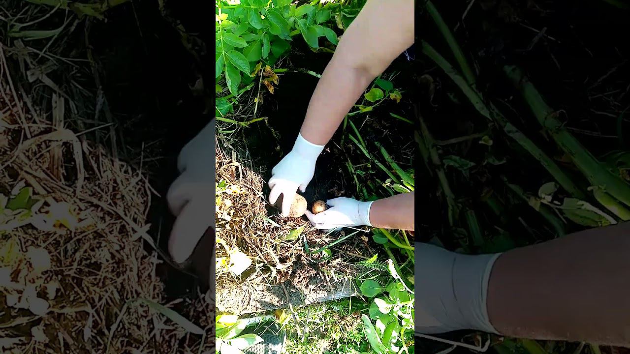 МОЛОДОЙ КАРТОФЕЛЬ из под соломы!!! смотреть онлайн