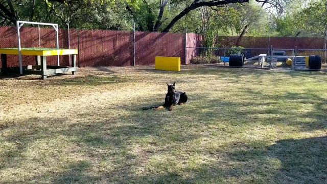 Doberman "Russell", Stay command смотреть онлайн