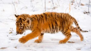 Маленький тигрёнок - очень душевное видео....  в HD формате