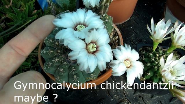 My Gymnocalycium Cactus Plants In Flower In The Polytunnel & Showing You My Gymnocalycium Collectio