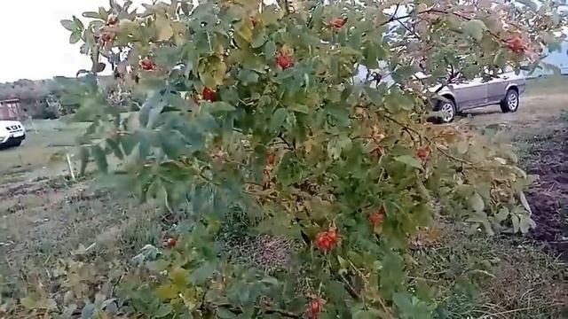 Планы. Овцы,Козы,Поросята.