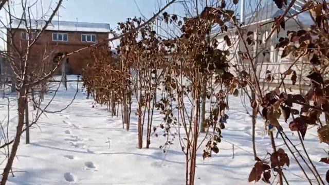 Ежевика Тройная Корона зимой смотреть онлайн