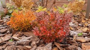 Любимые карликовые сорта барбарисов Тунберга