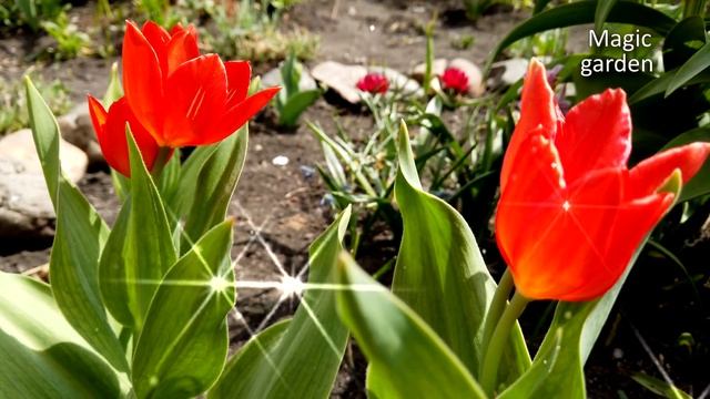 Я подарю тебе весну - Музыка Андрея Обидина. Красивая мелодия. Музыка для души. смотреть онлайн