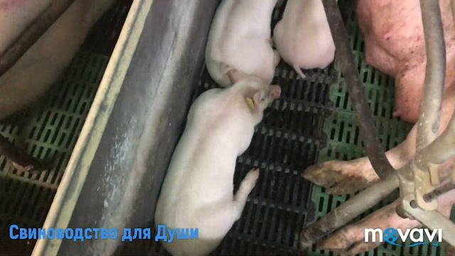 Свиноматки долгожители!сколько раз осеменяем свиноматок! смотреть онлайн