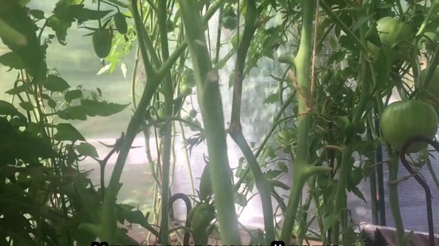 Отзыв на томаты Эльдорадо. смотреть онлайн