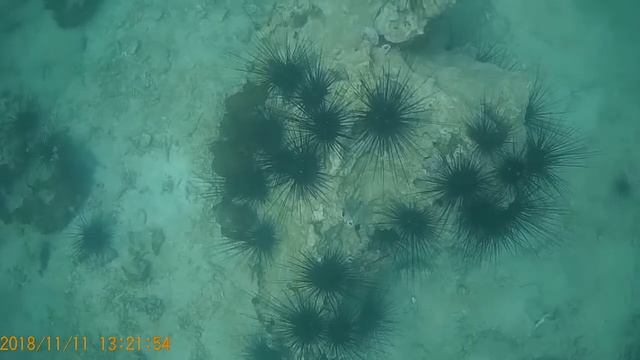 морские ежи и рыбки острова Ко Лан смотреть онлайн