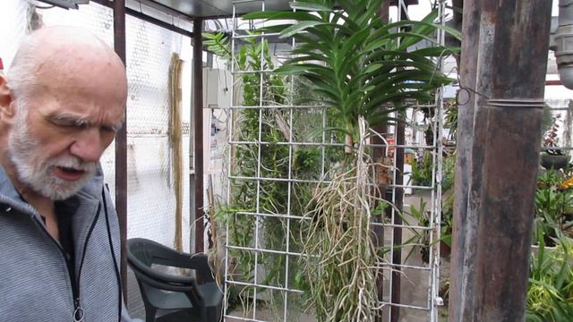 le radici delle orchidee, un organo importantissimo che indica l'attività della pianta смотреть онлайн