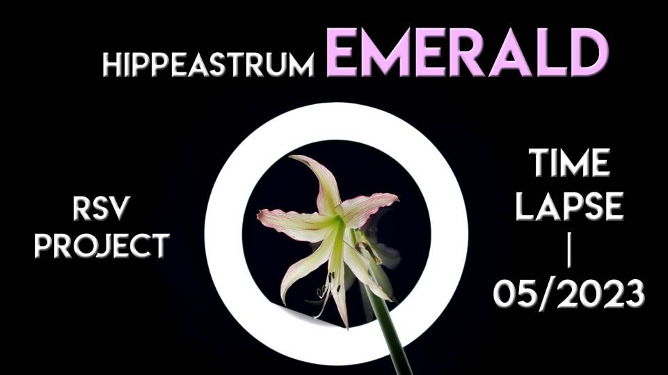 Hippeastrum Emerald Time Lapse | 05/2023