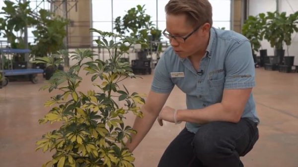 Schefflera Arboricola Variegated @ greengate Garden Centres
