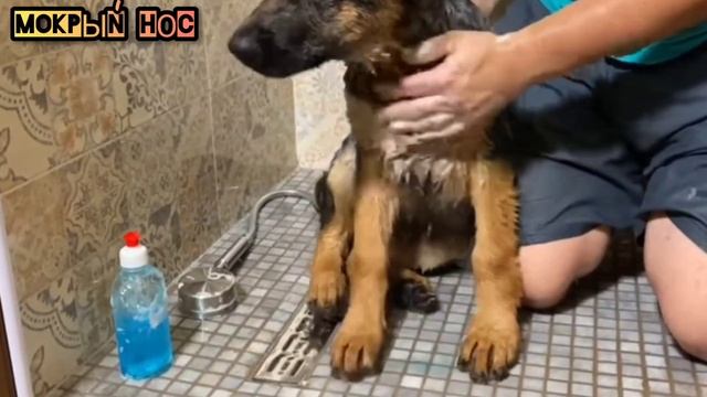 Шишки на лапах у щенка немецкой овчарки. Мокрый нос смотреть онлайн