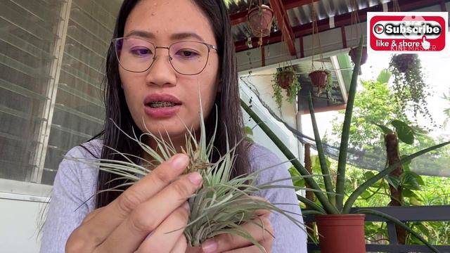 TILLANDSIA/AIRPLANT - Names|Caretips|Watering #tillandsia #airplant #collection смотреть онлайн