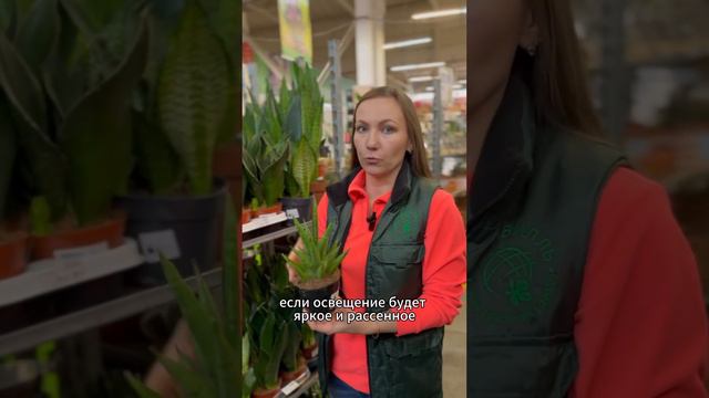 Сансевиерия. Рекомендации по уходу #гринвилль #комнатныерастения #цветы #сансевиерия смотреть онлайн