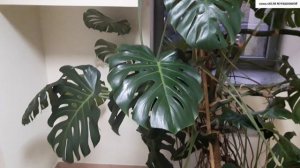 МОНСТЕРА  деликатесная. Особенности содержания в комнатных условиях.