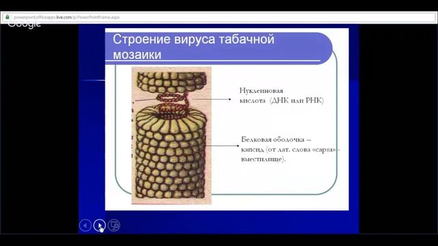 ЕГЭ по биологии 11 класс Занятие №13 Основные признаки живых организмов смотреть онлайн