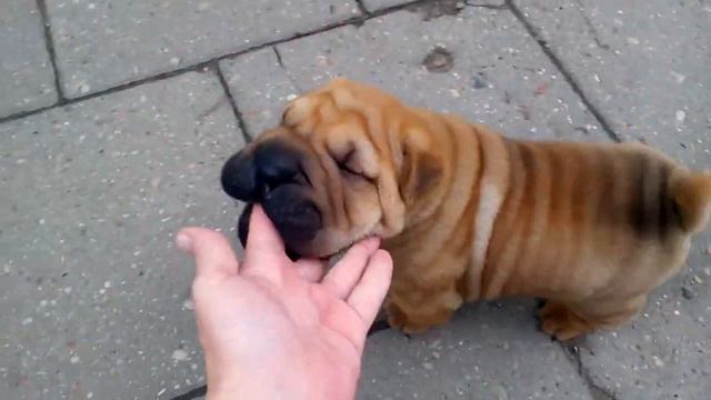 Тайсон смотреть онлайн