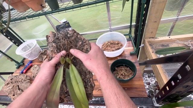 Mounting my Bulbophyllum Phalaenopsis смотреть онлайн