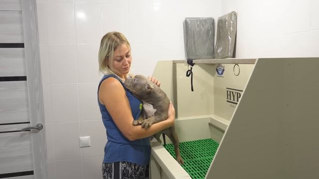 Три сестры приехали в новые дома! Реакция хозяев при встрече! смотреть онлайн