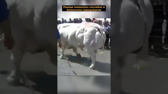 Бельгийская корова бодибилдер смотреть онлайн