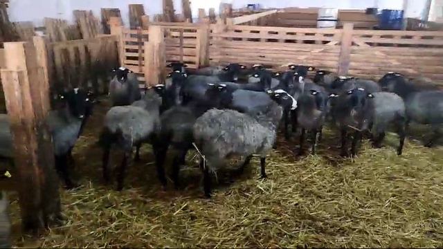 Овцеферма интенсивного типа с разведением романовской породы мясного типа смотреть онлайн