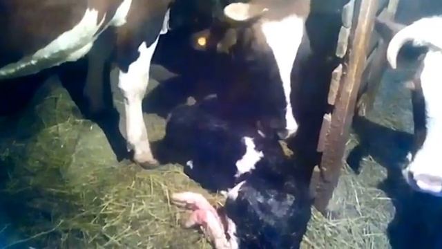 УНИКАЛЬНАЯ КОРОВА #ОТЕЛ АЙРШИРОМ ЖДЕМ #ДЖЕРСИ смотреть онлайн