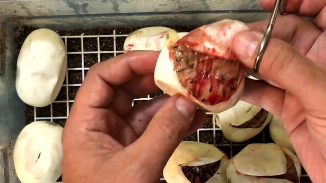 PASTEL TRICK Ball Python X PINSTRIPE Egg Cutting Video!! Odds Gods IN my favor! смотреть онлайн