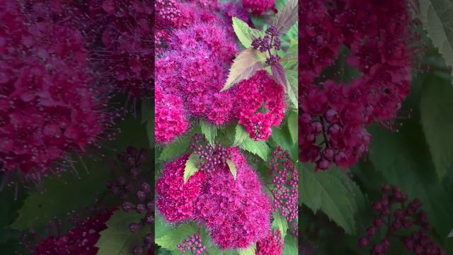 Double Play Doozie Spirea In Full Bloom! Great Shrub For Pollinators