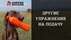 Подача предметов - как усилить и разнообразить тренировки?