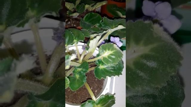 Vlog #60 Аптечка пополнилась на 1800, нас ждёт отпуск в Лос-Анжелесе, 18-я зарплата, этапы макияжа смотреть онлайн