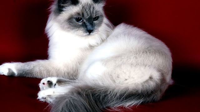 Порода кошек.Невская маскарадная кошка.Умница и красавица. Гордость русских заводчиков смотреть онлайн